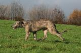 IRISH WOLFHOUND 374